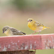 Southern Masked Weaver