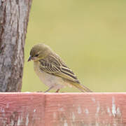 Southern Masked Weaver