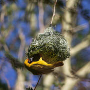 Southern Masked Weaver