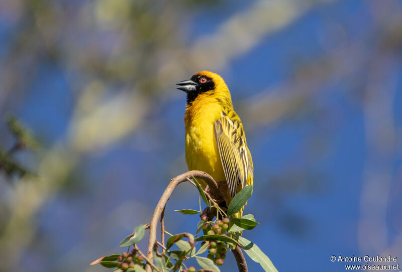 Southern Masked Weaver male adult breeding, song