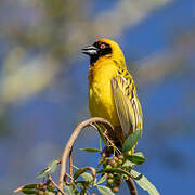 Southern Masked Weaver