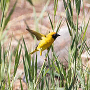 Southern Masked Weaver