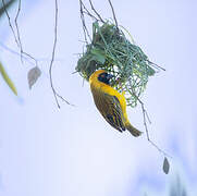 Southern Masked Weaver