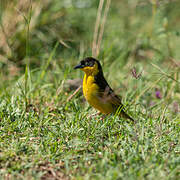 Baglafecht Weaver