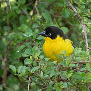 Baglafecht Weaver