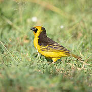 Baglafecht Weaver