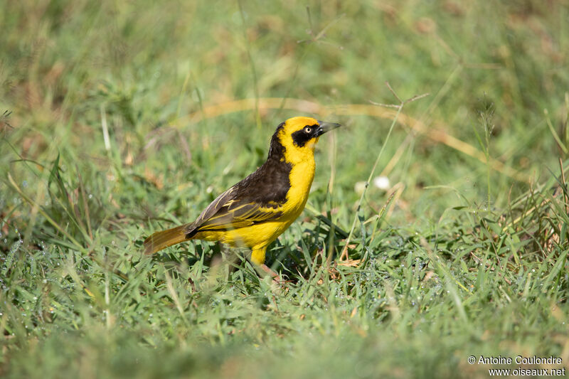 Baglafecht Weaver male adult breeding