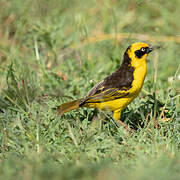 Baglafecht Weaver