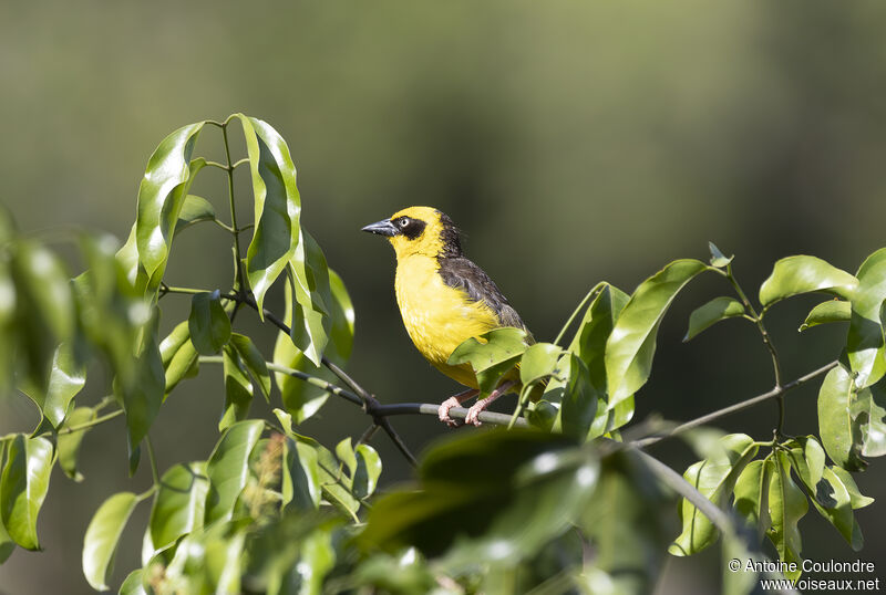 Baglafecht Weaver male adult breeding