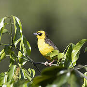 Baglafecht Weaver