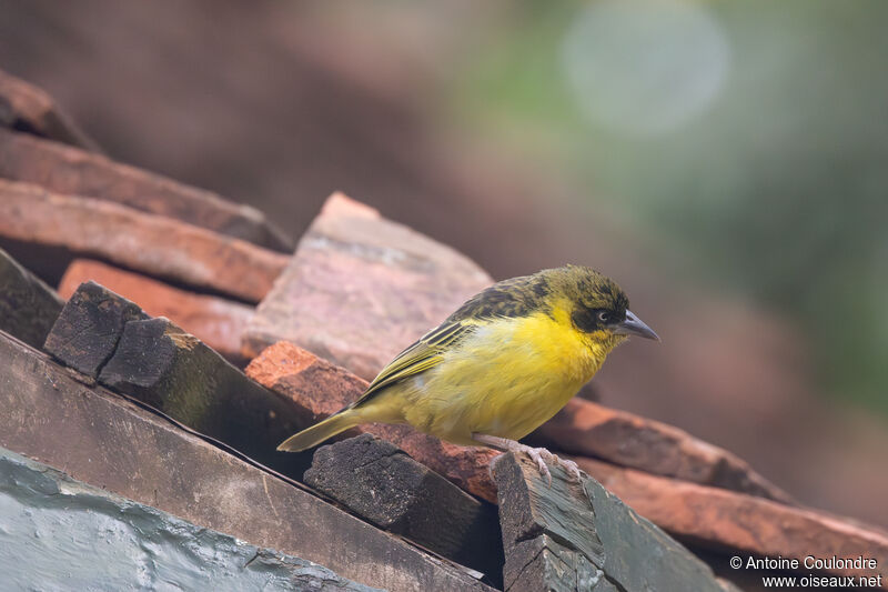 Baglafecht Weaver male adult post breeding