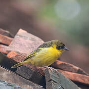 Baglafecht Weaver