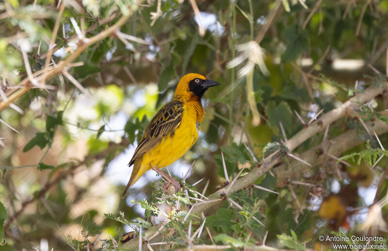 Speke's Weaver male adult breeding