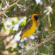 Speke's Weaver