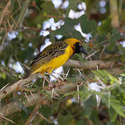 Speke's Weaver