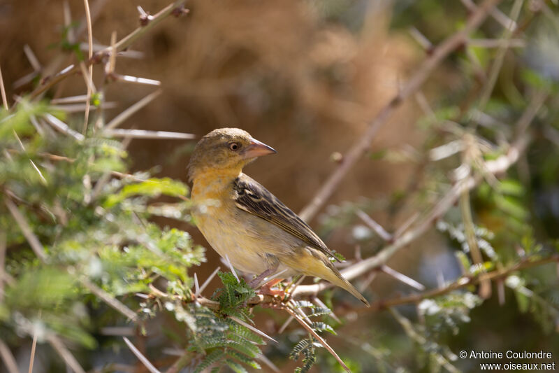 Speke's Weaver female adult breeding