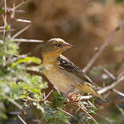 Speke's Weaver