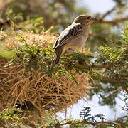 Speke's Weaver