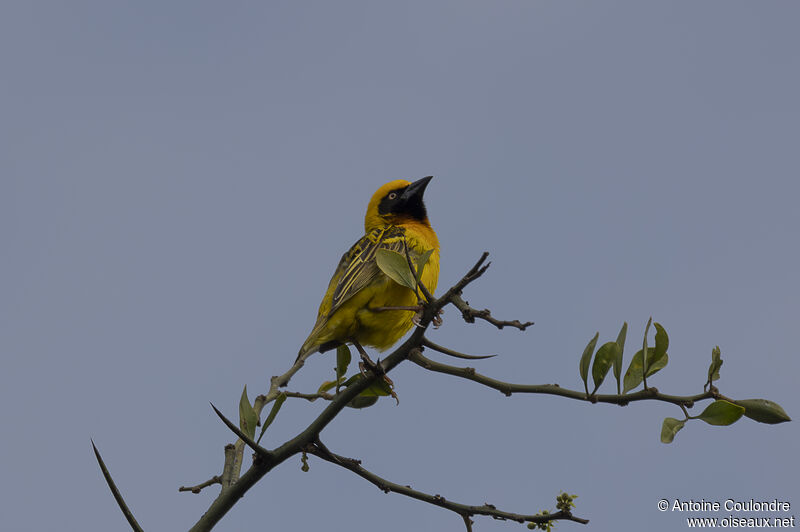 Speke's Weaver male adult breeding