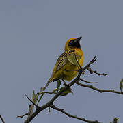 Speke's Weaver