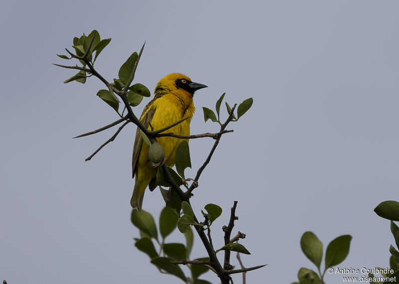 Speke's Weaver male adult breeding