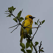 Speke's Weaver