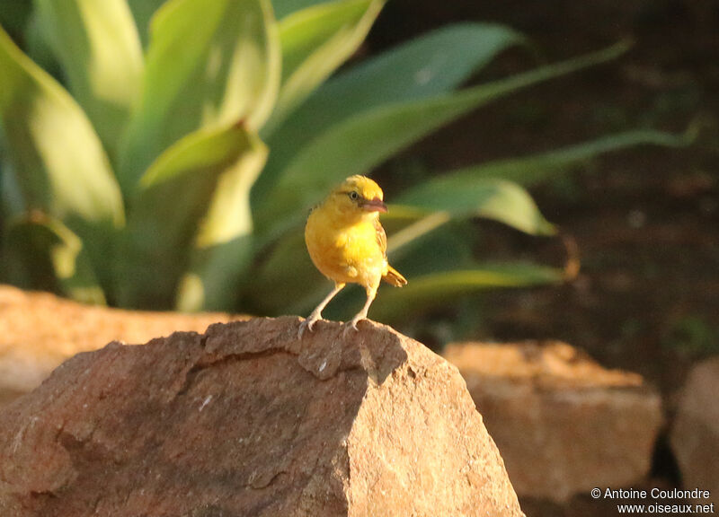 Cape Weaver male adult breeding