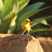 Cape Weaver