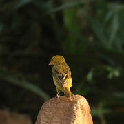 Cape Weaver