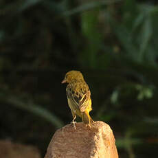 Tisserin du Cap