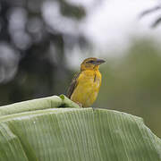 Village Weaver