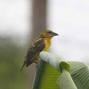 Village Weaver