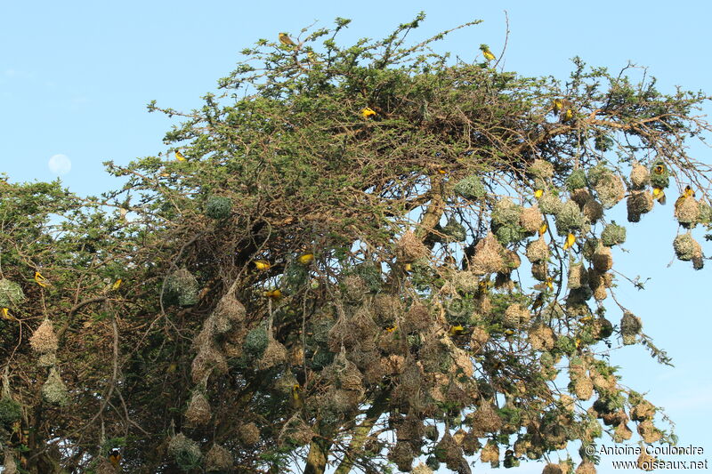 Tisserin gendarme, habitat, Nidification