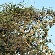 Village Weaver