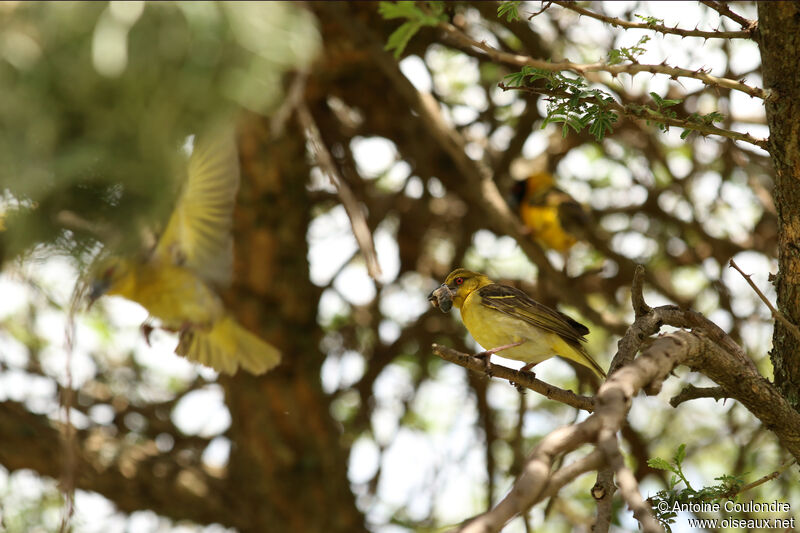 Village Weaver female adult breeding, fishing/hunting, Reproduction-nesting