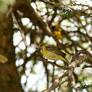 Village Weaver