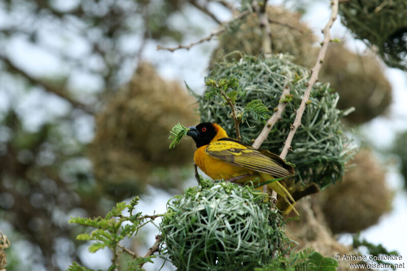 Village Weaver male adult breeding, Reproduction-nesting