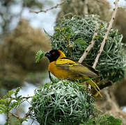 Village Weaver