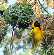 Village Weaver