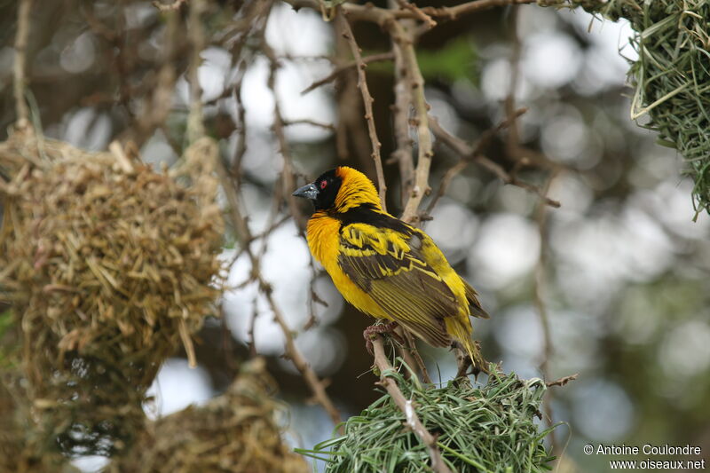 Village Weaver male adult breeding, Reproduction-nesting