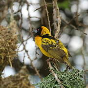 Village Weaver