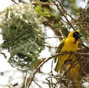 Village Weaver