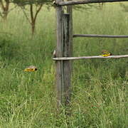 Village Weaver