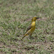 Village Weaver