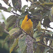 Village Weaver