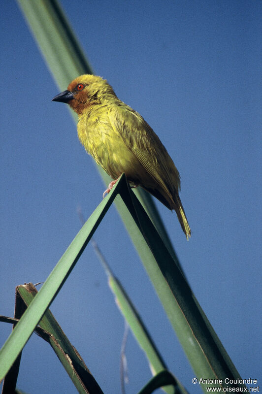 Tisserin jaune mâle adulte nuptial