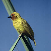 Eastern Golden Weaver