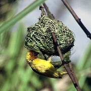 Eastern Golden Weaver