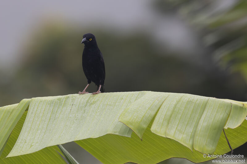 Vieillot's Black Weaver male adult breeding