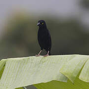 Vieillot's Black Weaver